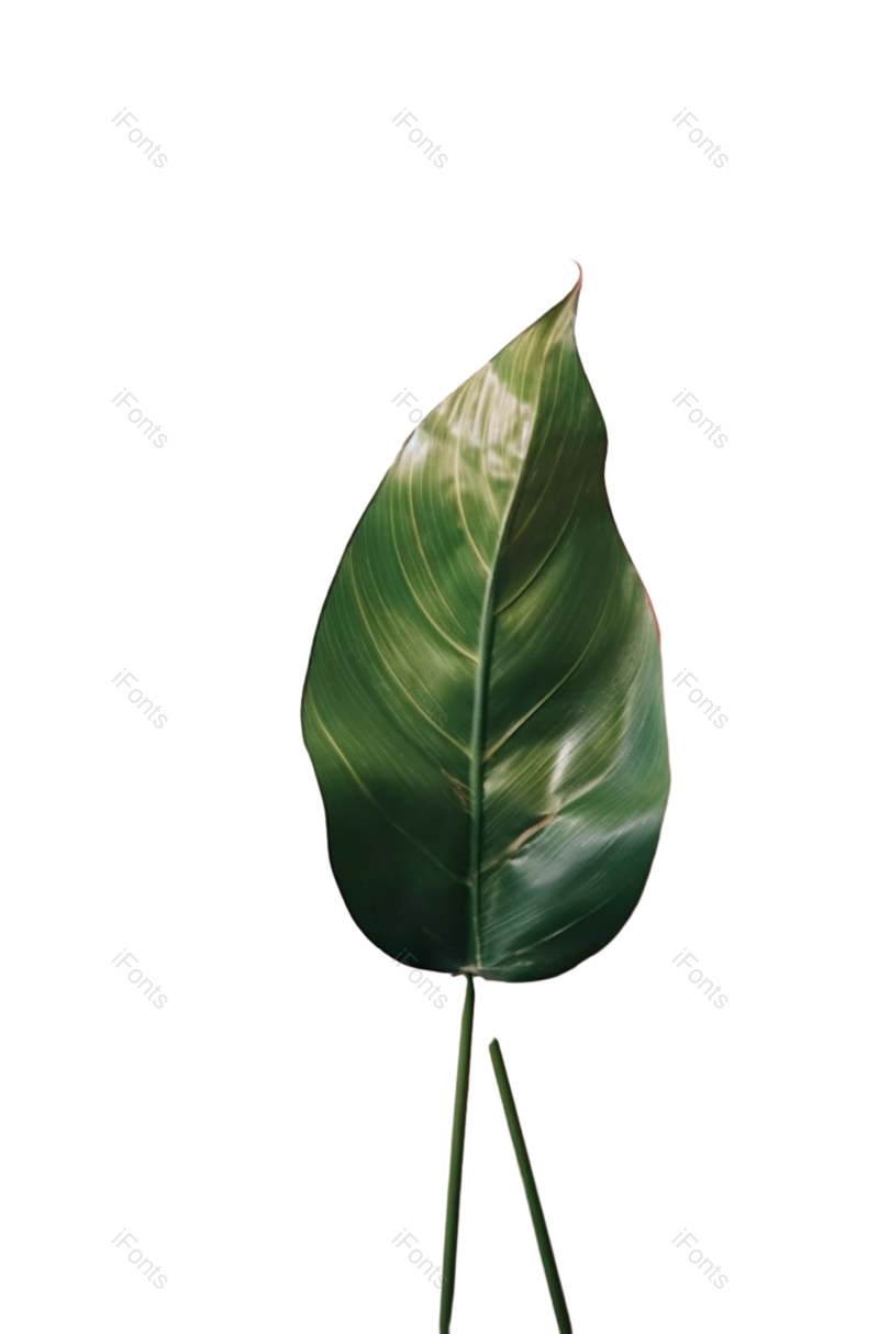 纹理图片,清新元素,户外PNG,摄影免抠素材